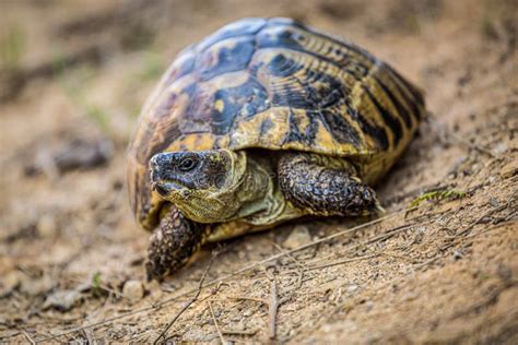 Land tortoise stock image. Image of carapace, skin, head - 226225593