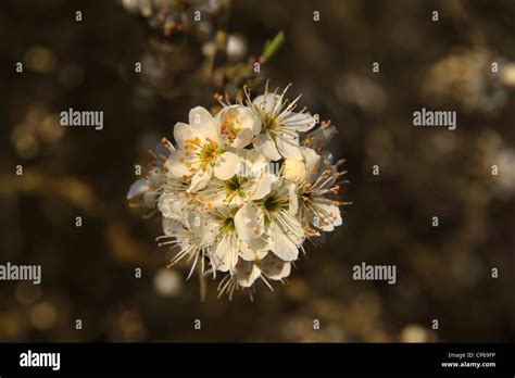 Blackthorn Blossom Prunus Spinosa Stock Photo Alamy