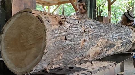 Super Bahan Furniture Proses Pengolahan Kayu Di Penggrajian Kayu Jati