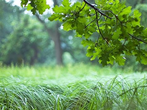 Wallpaper Sunlight Forest Nature Field Branch Green Tree