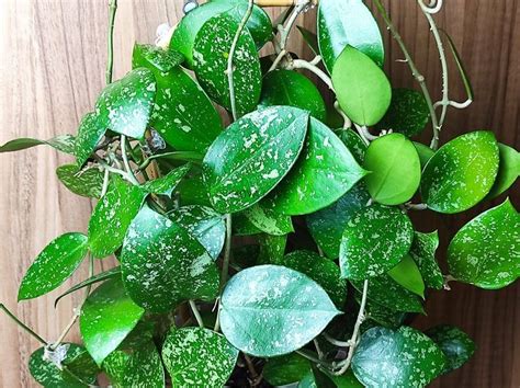 Hoya Acuta Heart Stabile Pink Splash Cordate Leaves Epc Hoya Love