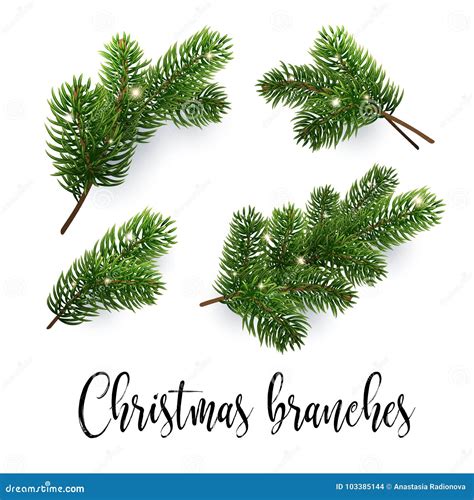 Set Of Fir Branches Christmas Tree Pine Conifer Stock Vector