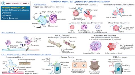 Clinical Pathology Type Ii Hypersensitivity Ditki Medical