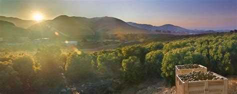 Avocado Orchard With Picked Avocados In Bins At Sunrise Central Coast