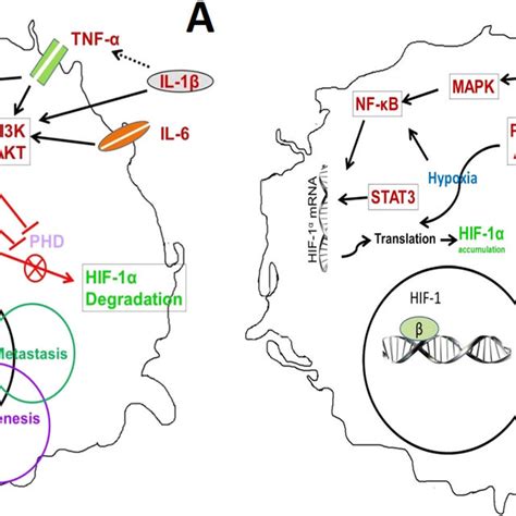 A Hif 1α And Regulatory Cytokine Signaling Pathways Exist In The Cells