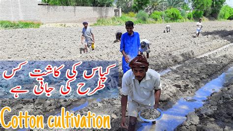 How To Cultivation Of Cotton Crops In Village Kapas Ke Fasal Ke