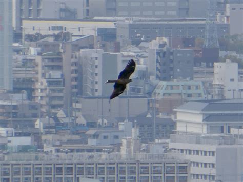 Black Kite From Fushimi Ward Kyoto Japan On October At