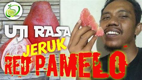 Uji Rasa Buah Jeruk Red Pamelo Pamelo Merah Thailand Youtube