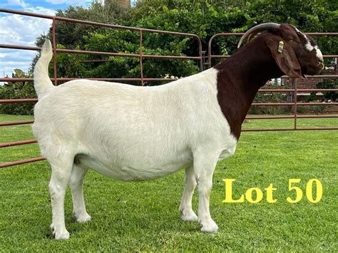 1x Boer Goat Stud Doe Lukas Burger Boer Goats Bobaas Boer Goat Auction