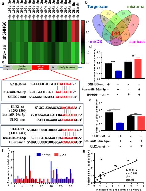 SNHG6 Might Combine With MiR 26a 5p And Regulate Downstream Gene ULK1