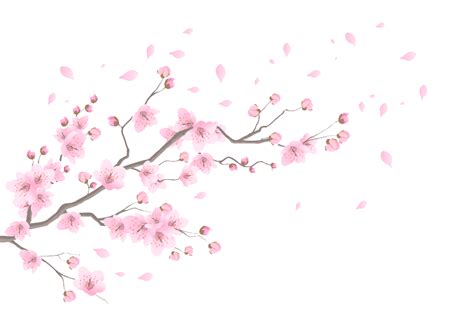 Cherry Blossom PNG Transparent