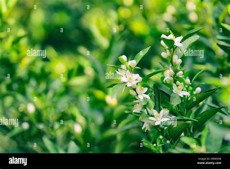 White flower blossoms on an orange tree Stock Photo - Alamy