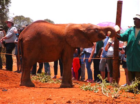 David Sheldrick Elephant Orphanage - our first stop in Nairobi | Nakuru ...