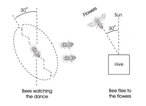 The Duck Herder: The Bee Dance