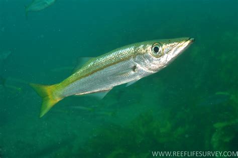 Dinolestes lewini