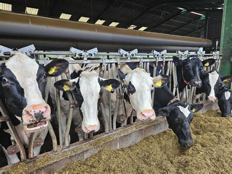 Use Of Artificial Intelligence In Dairy Farming New Funding For