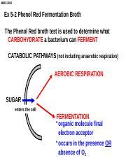 Ex 5 2 Phenol Red Fermentation Broth Pptx MBIO 2815 Ex 5 2 Phenol Red