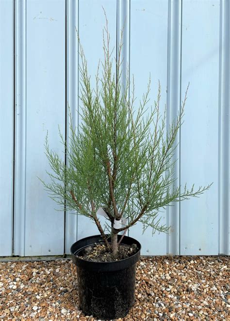 Tamarix Ramosissima Pink Cascade Shrubs Hopes Grove Nurseries