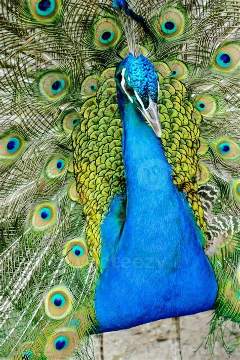 A Peacock With Its Feathers Spread Out 35519892 Stock Photo At Vecteezy