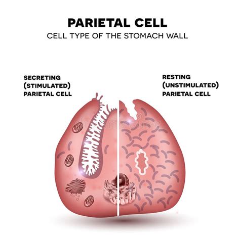 Parietal Cell Of Stomach Wall Functions Stock Vector Illustration Of