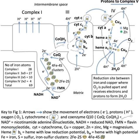 Diagram of Complex II, also known as succinate dehydrogenase. A flavin ...