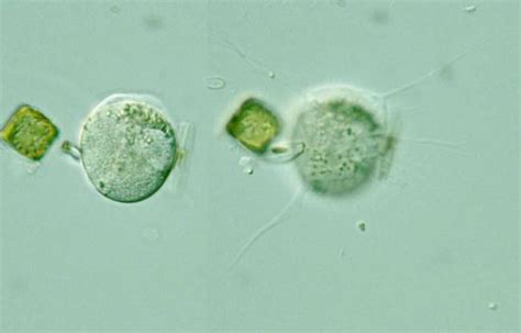 Protist Images: Gromia