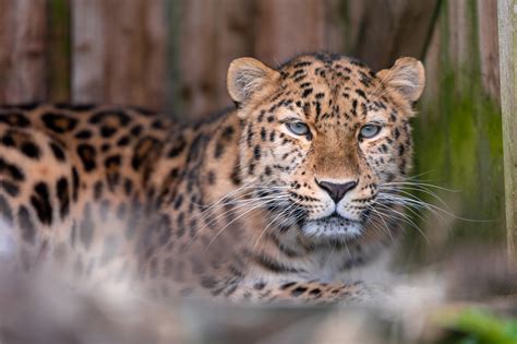 Newest Arrival Leia The Amur Leopard The Big Cat Sanctuary