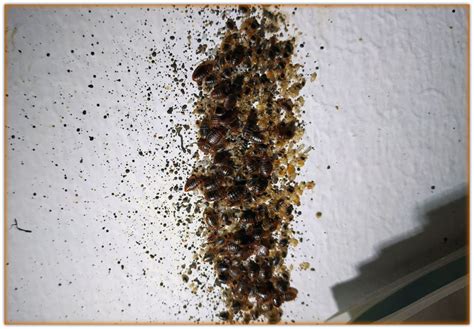 Bed Bug Infestation Pictures Severe Cases Bed Bugs Pics