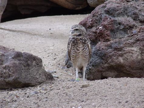 Borrowing Owl Photograph by Terrilee Walton-Smith - Fine Art America