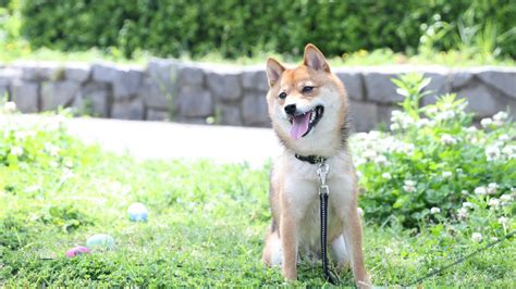 犬が家族の中で一番好きな人にだけ見せる行動6選 Wontime