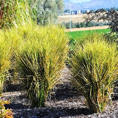 Gold Bar Maiden Grass For Sale Online The Tree Center