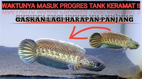 Progres Dorsal Polos Bocil Kematian Naik Tahta Masuk Tank Keramat