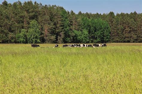 Premium Photo Park Belovezhskaya Pushcha In Belarus Country