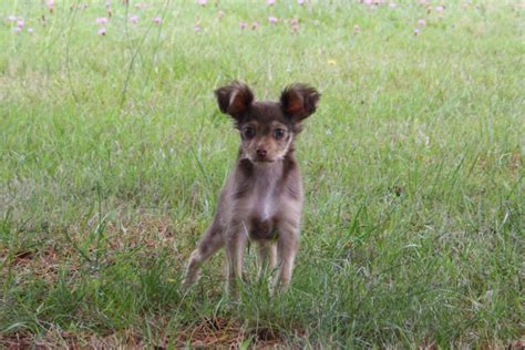 Chiot Russkiy Toy Petit Chien Russe Ureka De La Nouknoukerie