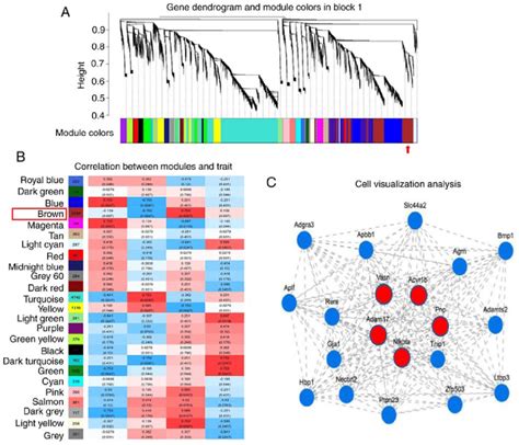 Weighted Gene Correlation Network Analysis A A Total Of Genes