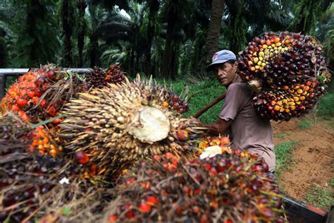 Kemitraan Penopang Daya Saing Industri Sawit Di Pasar Global