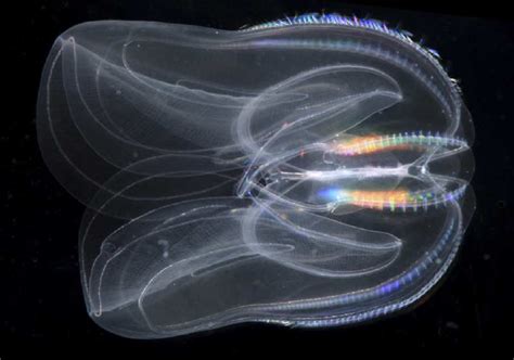 Rearranging the tree of life: a closer look at Ctenophores – Shark ...