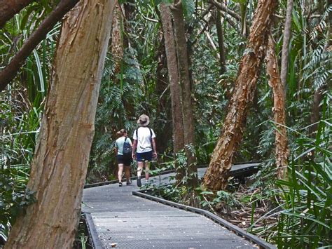 20220810 0872 Rainforest Boardwalk At Cairns Botanical Gar Flickr