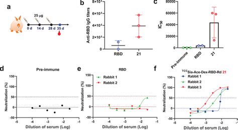 A Immunization Of Rabbits With Free Receptor‐binding Domain Rbd