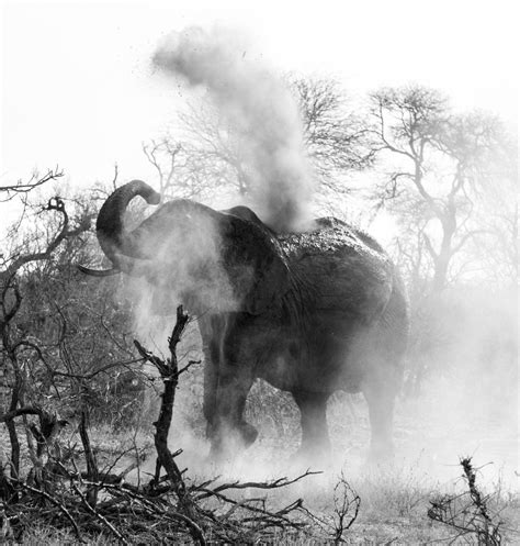 Elemental Elephant Smithsonian Photo Contest Smithsonian Magazine