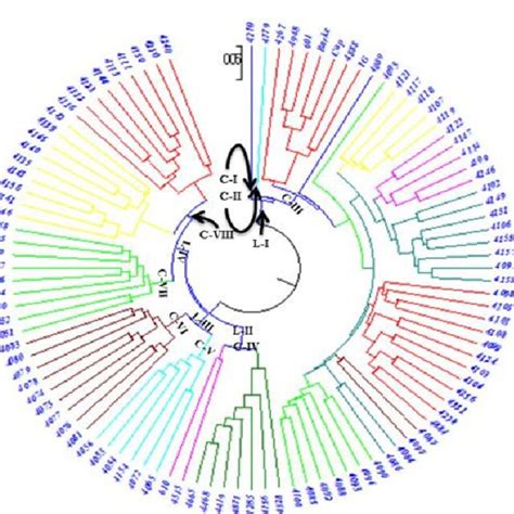 Phylogenetic Trees Of Pakistani Barley Selected Genotypes Based On SSR