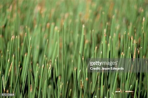 Eleocharis Photos And Premium High Res Pictures Getty Images