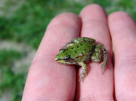 Free Photo Water Frog Frog Small Green Frog Free Image On Pixabay