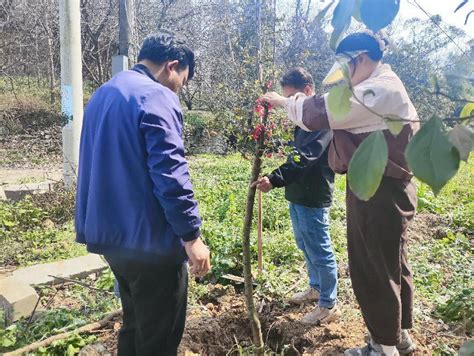 隆昌市云顶镇：“植”此青绿 树以春光中国国情中国网