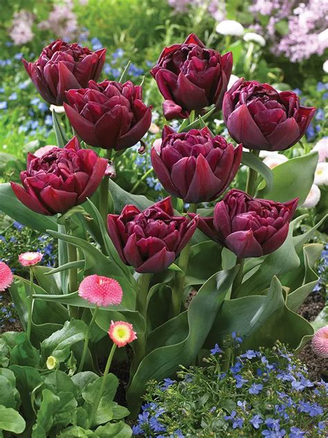 Tulpe Tulipa Queen Of Night 5 St Blumenzwiebeln Und