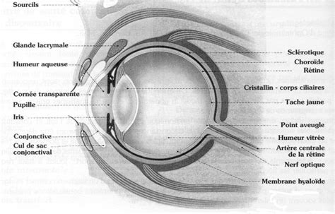 L échographie oculaire et orbitaire définition cause symptômes