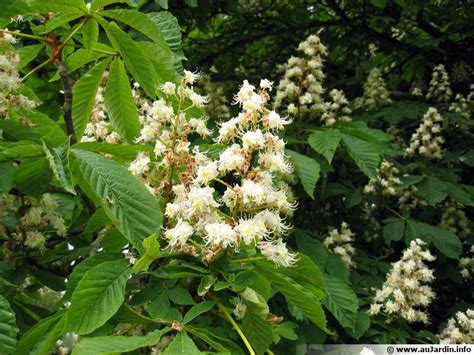 Marronnier D Inde Marronnier Commun Aesculus Hippocastanum Planter