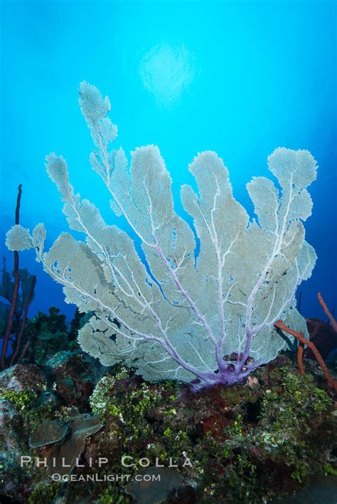 Sea Fan Gorgonian Grand Cayman Island Cayman Islands 32238