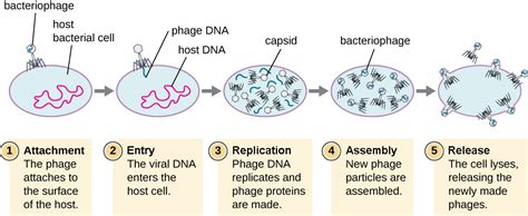 Virus Infections And Hosts Biology For Majors II