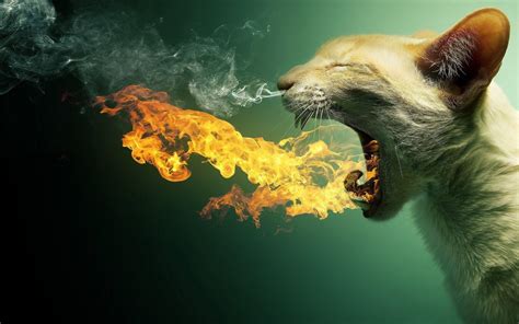 Fire Cat Wallpapers - Top Free Fire Cat Backgrounds - WallpaperAccess